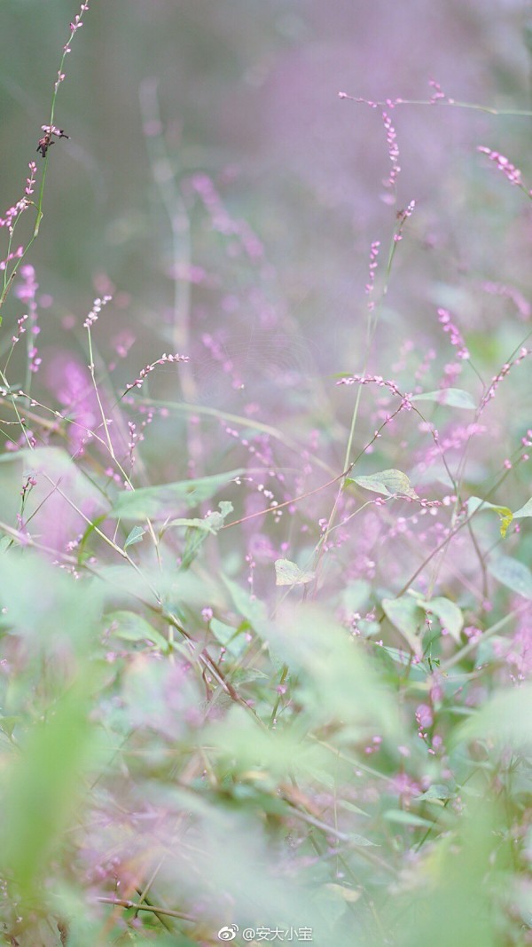 美丽 花