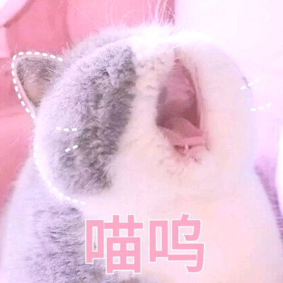 猫表情包