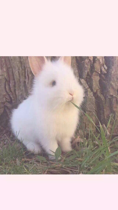 壁纸兔子