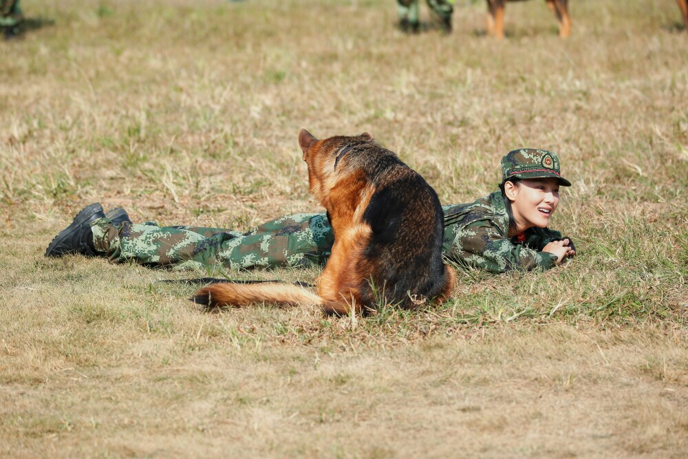 张馨予 奇兵神犬