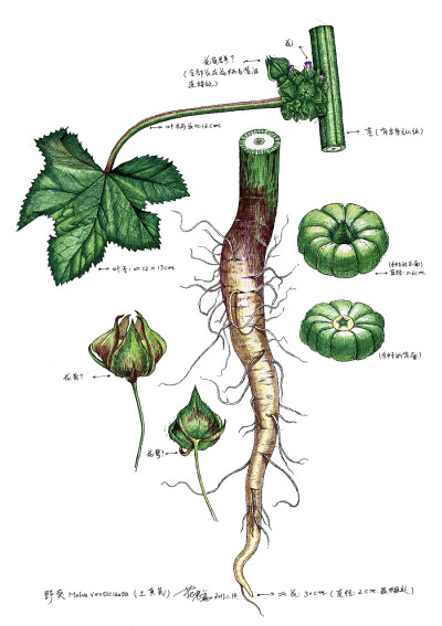 植物手绘