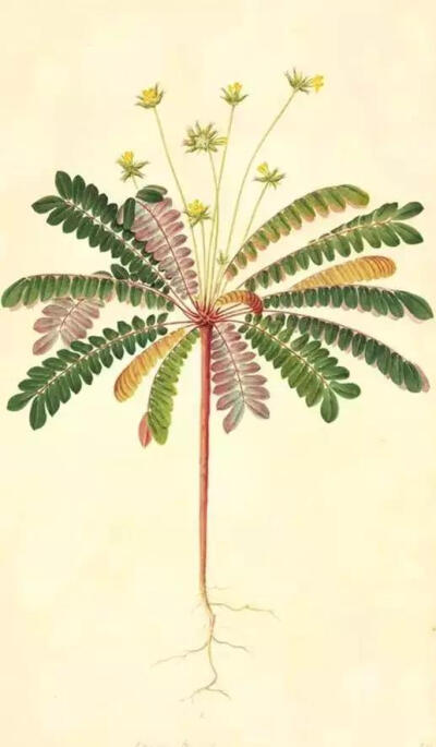 "感应草"这种植物就像一株微型棕榈树，它的叶子能对触碰产生感应。本图画出了植物的根系，这很不寻常，因为植物图例或园艺画作中很少绘出植物的根部。不少文化体系认为这种植物有药用价值。