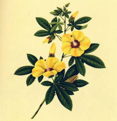"黄葵"是印度的一种天然植物，与可食用的咖啡黄葵有亲属关系，不过前者的果实干而多刺。人们将它气味芳香的种子用作麝香的代替品，并运用于传统医药。