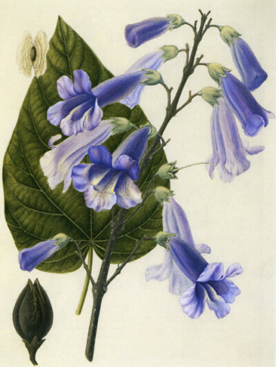 Paulownia Elongata 兰考泡桐
Watercolor on paper 285x210mm
Artist: 张泰利，born Jin Zhou, China 1938