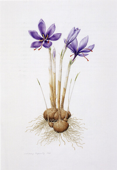 Saffron: Crocus Sativus 番红花