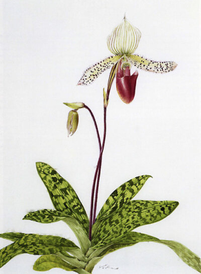 Slipper Orchid: Paphiopendilum 兜兰