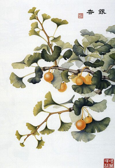 Maidenhair Tree: Ginko Biloba 银杏