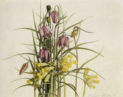 Snake’s Head Fritillaries and Cowslips 蛇头贝母与西洋樱草 （雪莉自己栽种的花草）