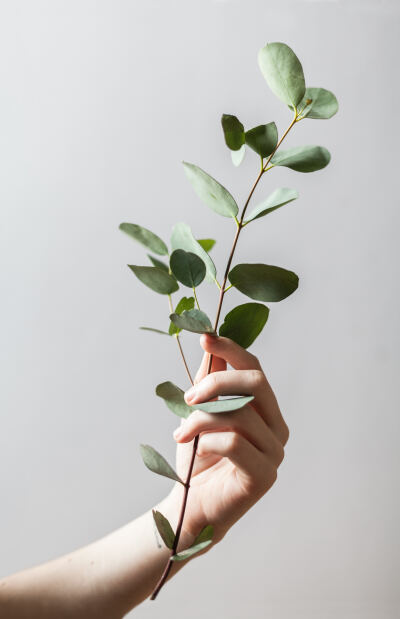 【绿植壁纸】喜欢绿植的原因就是 每次看上一眼就能让人心情变好