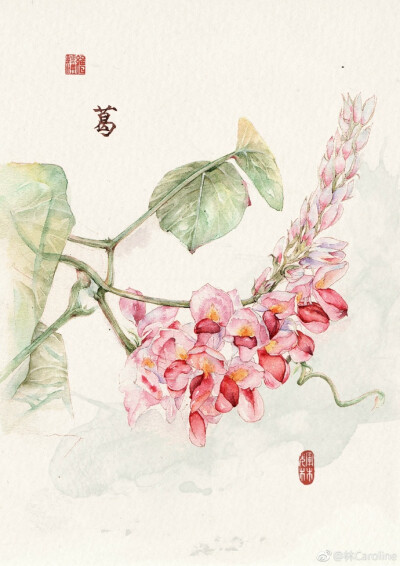 。旧时风雅。 【诗经】四花卉本，打磨半年，终于要好了。【葛】葛之覃兮，施于中谷，维叶萋萋。【荷华】 山有扶苏，隰有荷华。不见子都，乃见狂且。 ​【谖】焉得谖草？言树之背。愿言思伯，使我心痗。【苕】苕之华…