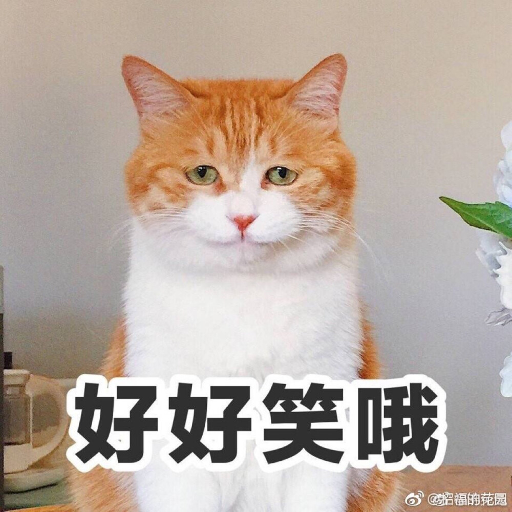 橘猫