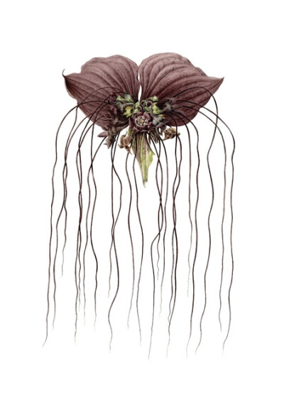 2013海沃曼斯蝙蝠植物塔卡·坎特里里水彩纸上的18“x12”