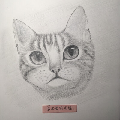 猫咪丫丫