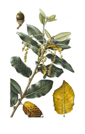 愈创木栎(Quercus Guayavifolia)
金橡木
水彩
© 2012克里斯汀战役