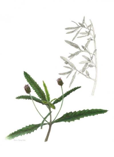 叶门
南福果
水彩和石墨在拱形纸上，16x12英寸
© 2013苏珊·卡明斯