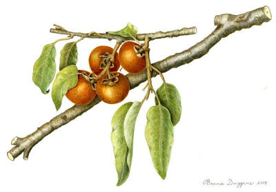 紫叶薯蓣(Diospys Virginiana)
(美国柿子)
水彩
© 2007邦妮·S·德里格斯
作为弗吉尼亚州费尔法克斯县的居民，