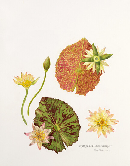 睡莲‘斯坦滑冰’
水百合
纸上水彩
© 2009苏珊·费希尔