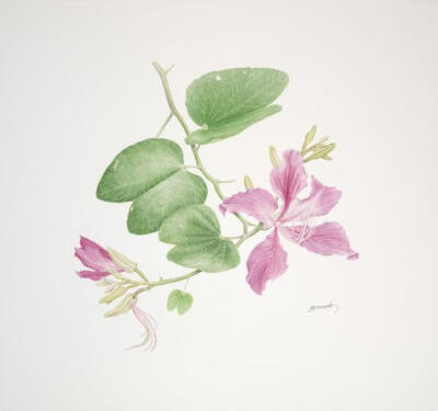 黑紫荆(Bauhinia Blakeana)
红花羊蹄甲
水彩
© 2012切丽·安·戈赛特