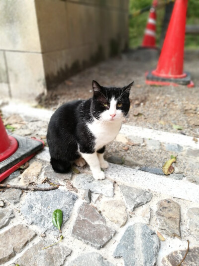 ～伏见稻荷～
喵喵守护神么