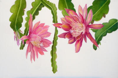 附生
面朝
水彩画
© 2013苏珊娜·库斯克马