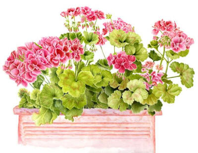 天竺葵
天竺葵盒
水彩
© 2011苏珊娜·库斯克马