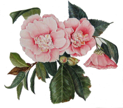 山茶
隔壁的茶花
水彩
© 2015苏珊娜·库斯克马