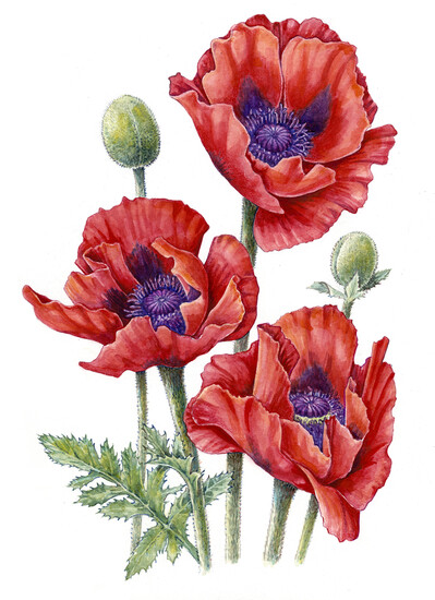 美丽的波比 种子包 波比--利弗莫尔之美
水彩
© 2016植物学兴趣马乔里·勒吉特