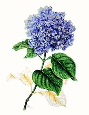 绣球花
水彩
© 2001拉丽塔·罗坎纳库恩