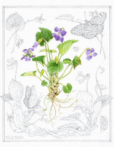 维奥拉氏菌
紫罗兰和贝母蝴蝶
水彩与石墨
© 2016伊丽莎白·戈尔兹·拉什