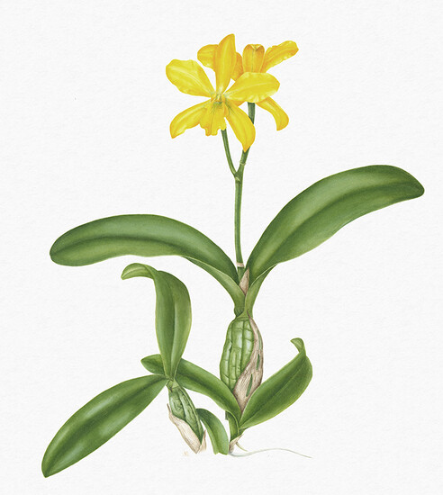 大叶草(Laeliocattleya Bregueri X Cattleya Aurantiaca)
奥奎德
水彩
© 2002马科斯·席尔瓦·费拉兹