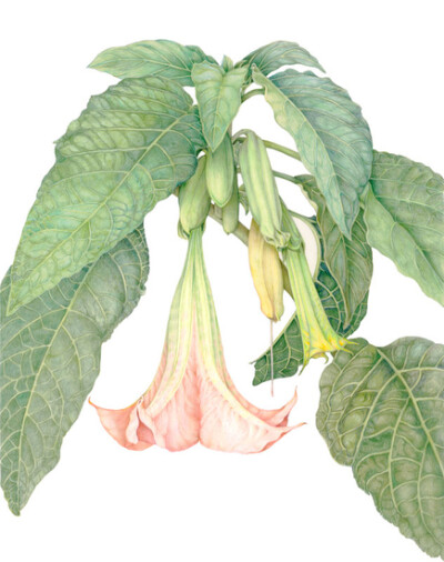 布鲁格曼菌(Brugmansia Sp)
天使的鼓花
彩色铅笔
© 2013VI菌株