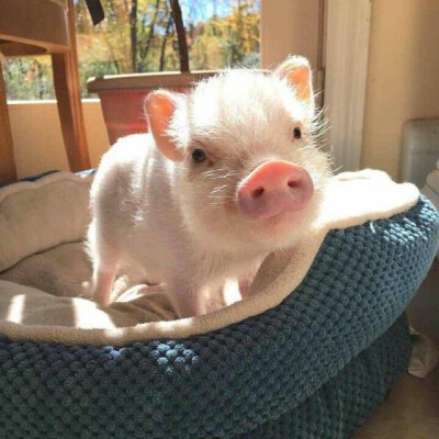 小猪晒太阳