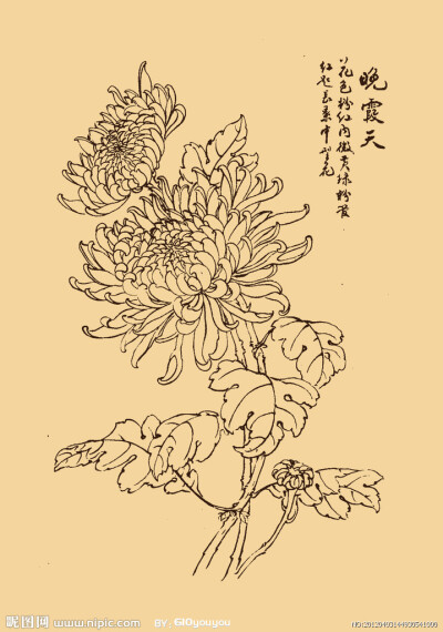 白描-菊-转