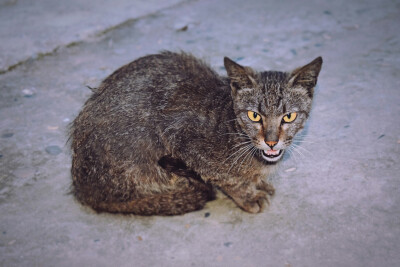 我家里面的猫