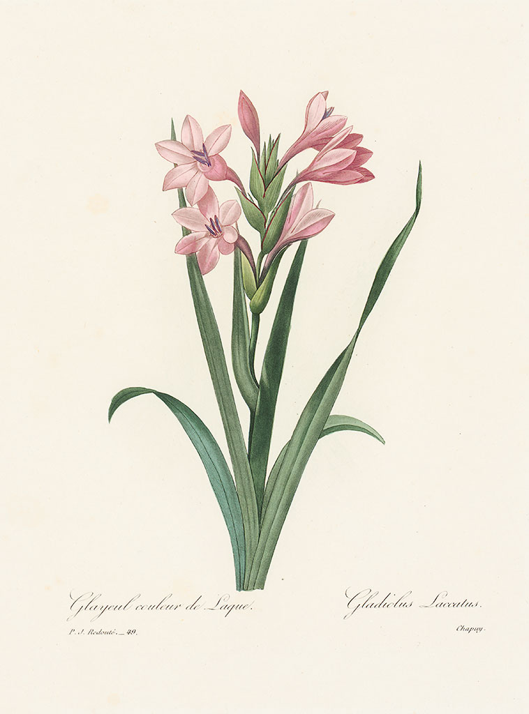 红纹夜蛾(redoutéchoix)，Pl.49 Watsonia Meriana