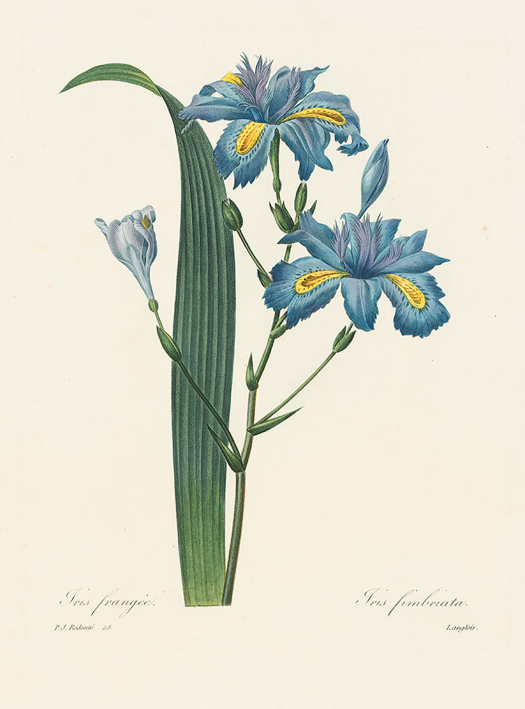 [医]红穗花，Pl.58 Iris japonica