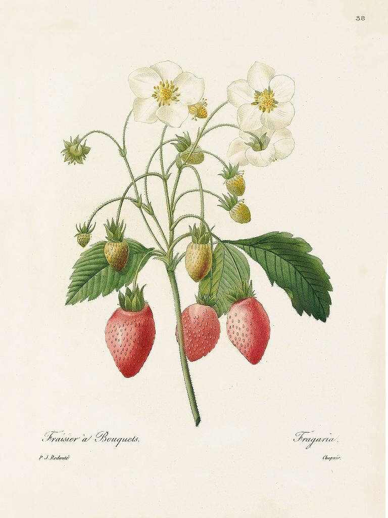 Stawberry，Redoutéchoix Pl.38