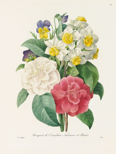 红茶Pl.12，Camellias花束