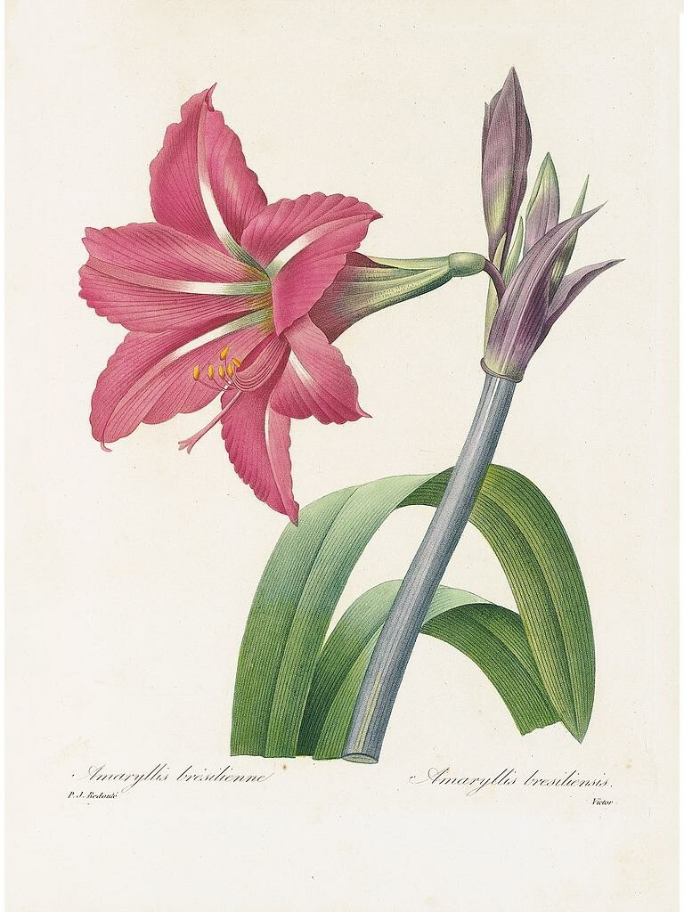 Redoutéchoix Pl.3，Amaryllis