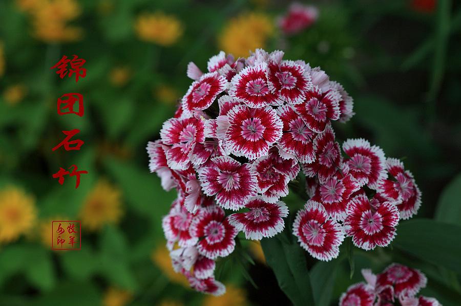锦团石竹、