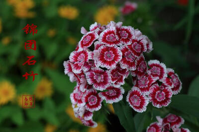 锦团石竹、