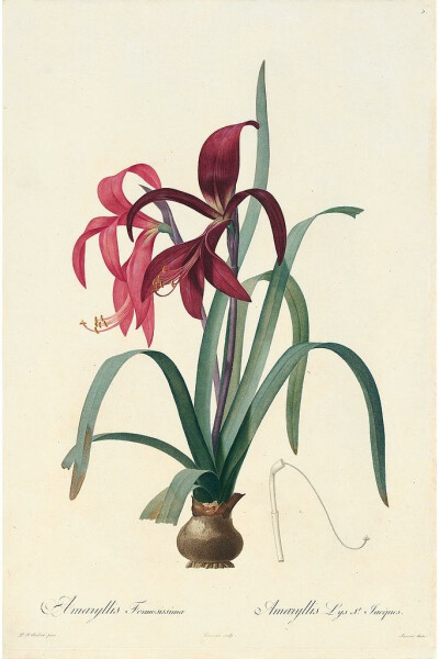 RedoutéLes Lilacées Pl.5，Jacobean Amaryllis