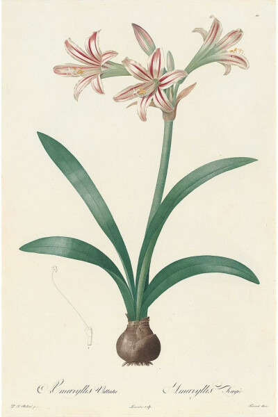 Les Lilacées Pl.10，Pink和White Amaryllis