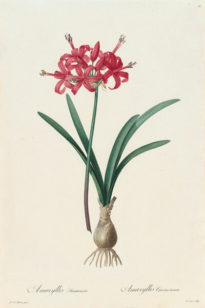 RedoutéLes Lilacées Pl.33，Amaryllis