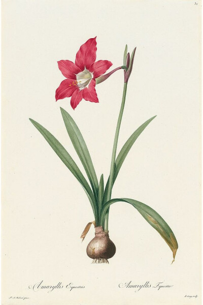 RedoutéLes Lilacées Pl.32，Red Equestrian Amaryllis