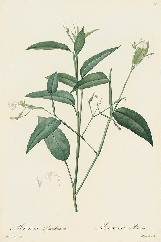 RedoutéLes Lilacées Pl.57，Arrowroot