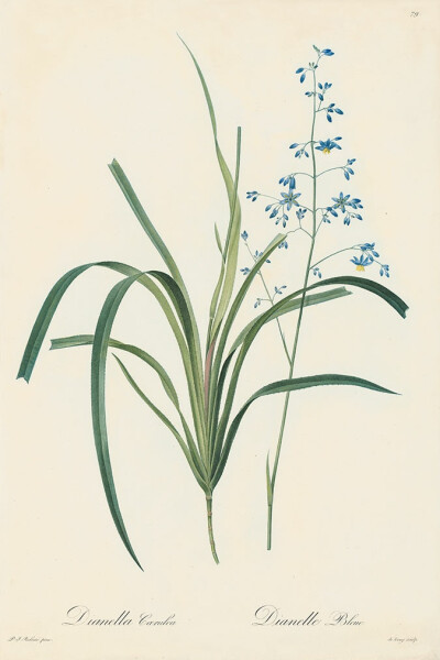 Les Lilacées Pl.79，Blue Dianella