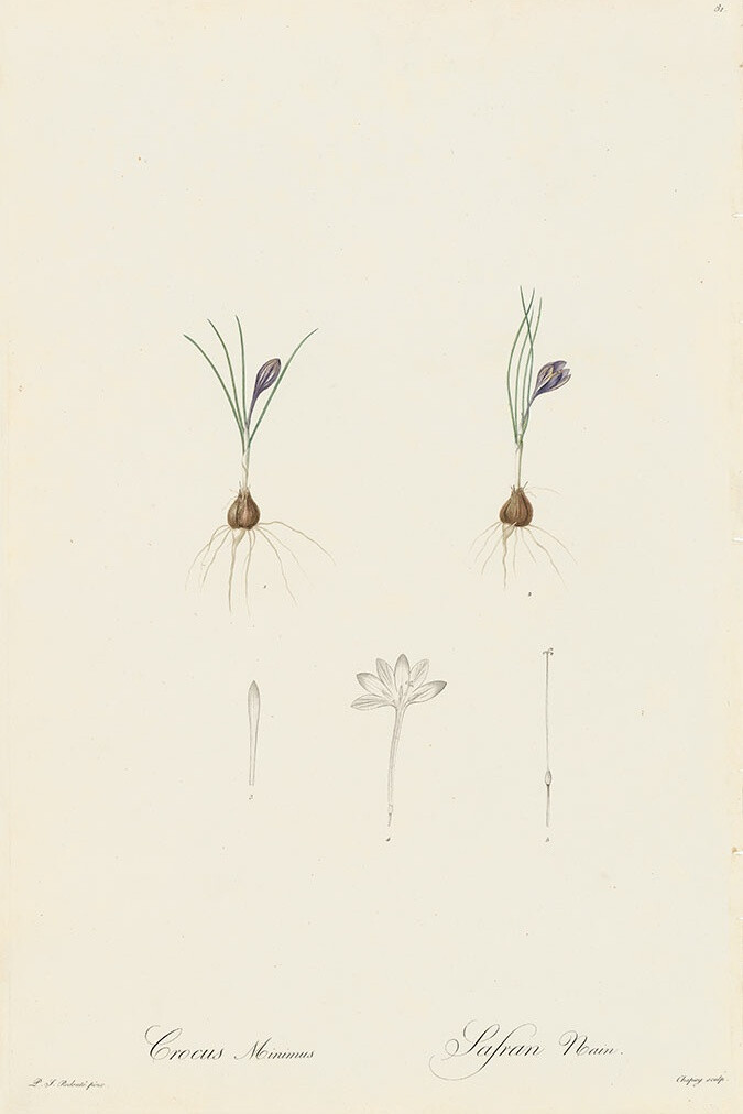 RredoutéLes Lilacées Pl.81，Saffron Croccus或Dwarf Croccus