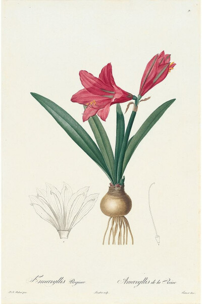 RedoutéLes Lilacées Pl.9，Red Amaryllis