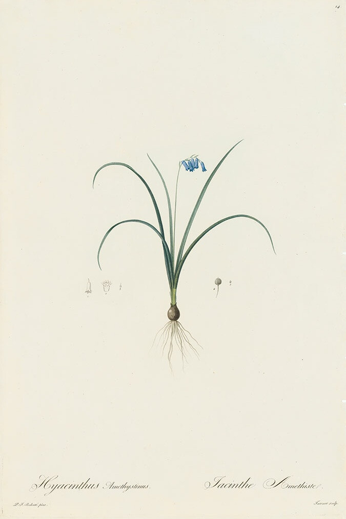 RedoutéLes Lilacées Pl.14，西班牙矮人Hyacinth